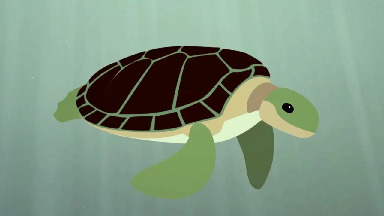 TORTUGAS en PELIGRO de EXTINCIÓN - Datos, fotos y VÍDEOS TORTUGAS en PELIGRO de EXTINCIÓN - Datos, fotos y VÍDEOS