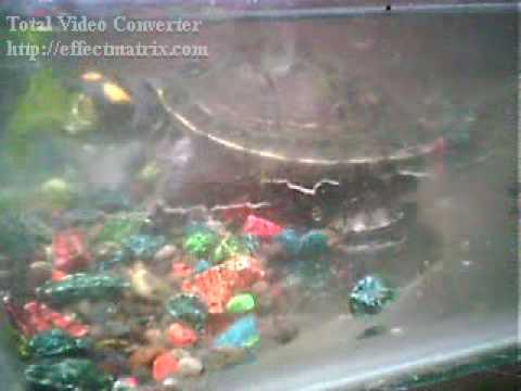 tortugitas comiendo lechuga.mpg - YouTube