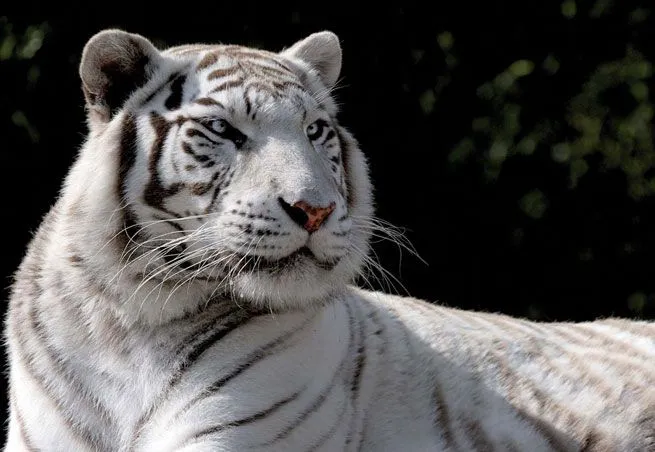 Touroparc - Parc attraction - Parcs animaliers - Romanèche Thorins ...