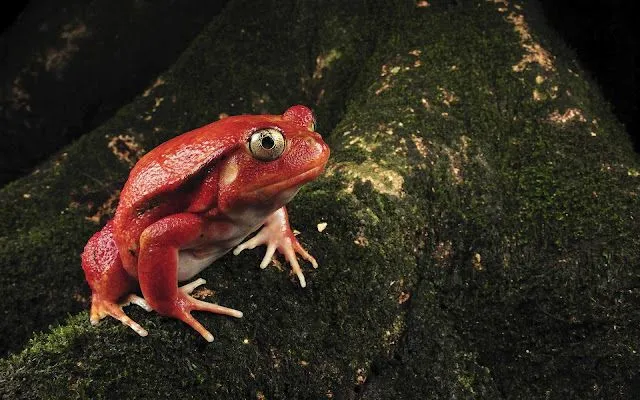 Toxic red frog on a tree or rock