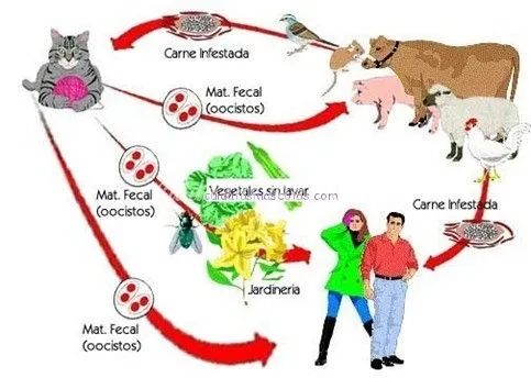 toxoplasmosis-carne-cruda_ ...