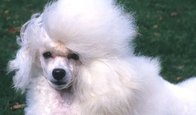 Toy Poodle Dog Breed Information
