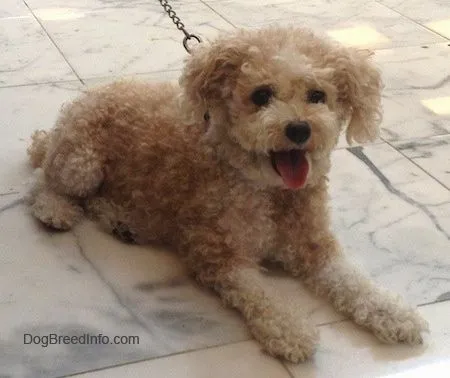 Toy Poodle Dog Breed Information and Pictures Toy Poodle Dog Breed Information and Pictures