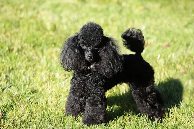Toy Poodle Puppies for Sale from Trusted Breeders Toy Poodle Puppies for Sale from Trusted Breeders