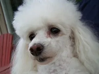 Toy poodle, toy Photo | Free Download