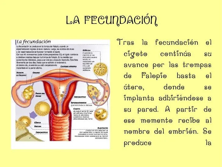 trabajo-de-conocmiento-de-la- ...