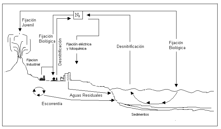 Para colorear ciclo del carbono - Imagui