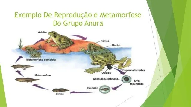 trabalho-de-biologia-anfbios- ...