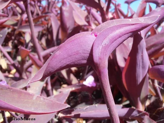 TRADESCANTIA MORADA: Tradescantia pallida | rioMoros