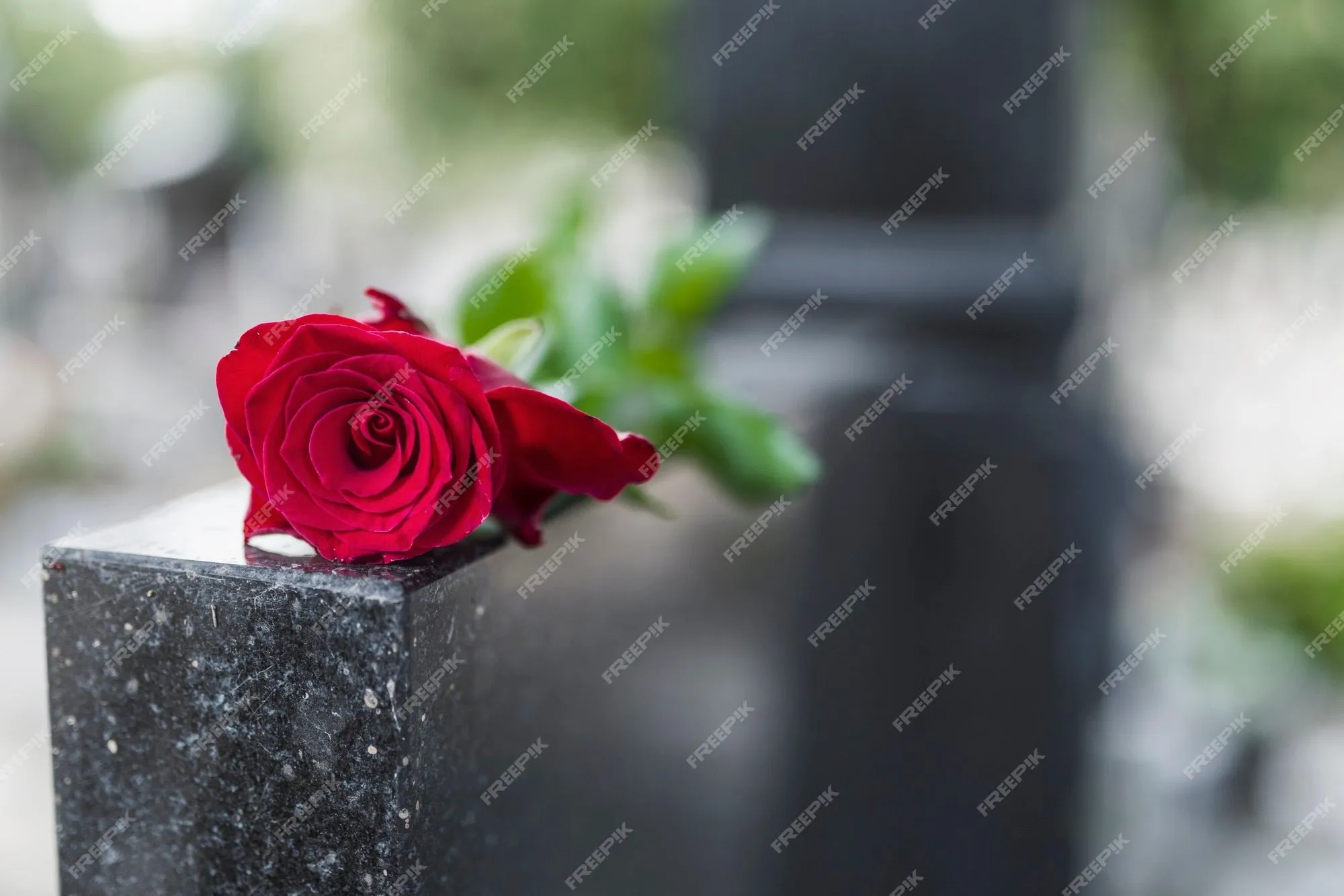 Tradición religiosa para poner una flor en memoria de los difuntos en la losa de granito de la | Foto Premium Tradición religiosa para poner una flor en memoria de los difuntos en la losa de granito de la | Foto Premium