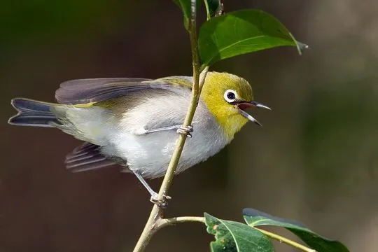 El tráfico modifica el canto de los pájaros_Spanish.China.org.cn El tráfico modifica el canto de los pájaros_Spanish.China.org.cn