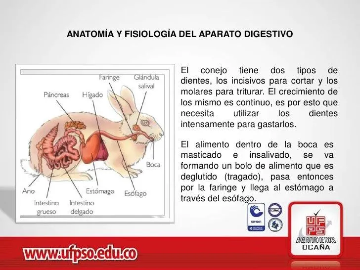 transito-digestivo-en-conejos- ...