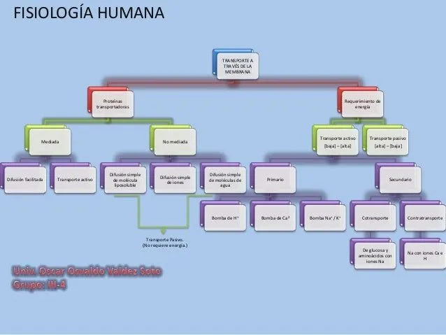 TRANSPORTE A TRAVÉS DE MEMBRANA (MAPA CONCEPTUAL)