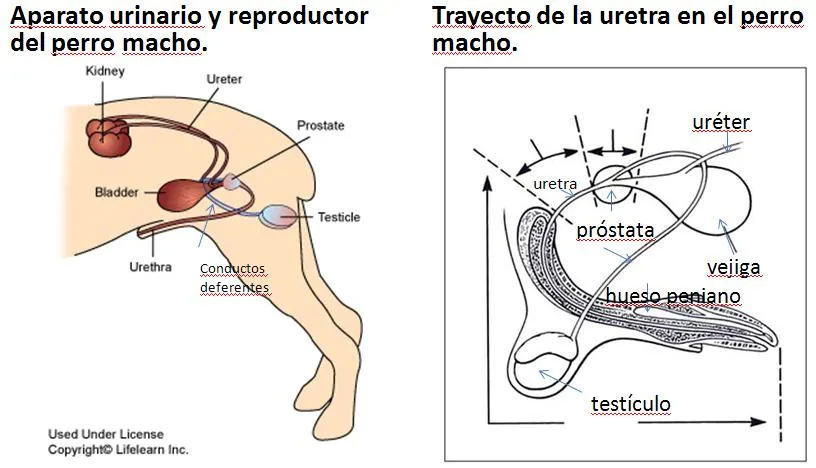 tratamiento próstata grande perro | historiasveterinarias/vetstories