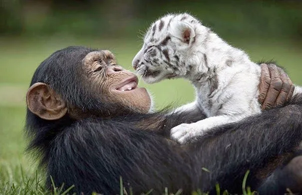 Travel Report 15 Extrañas parejas de distintos animales que te ... Travel Report 15 Extrañas parejas de distintos animales que te ...