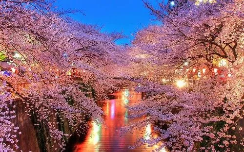 Arbol japones cerezo - Imagui