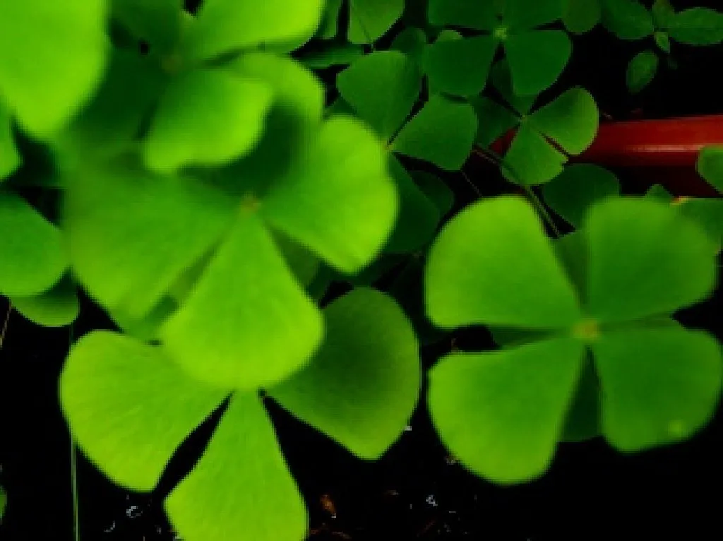 el trebol de cuatro hojas | Cuidar de tus plantas es facilisimo.