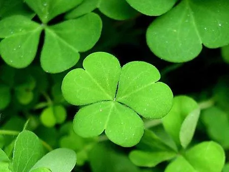 Un gen, posible responsable de los tréboles de 4 hojas | Plantas ...