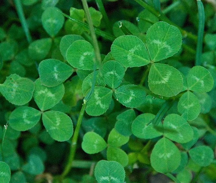 El trébol y San Patricio - Jardin Decora