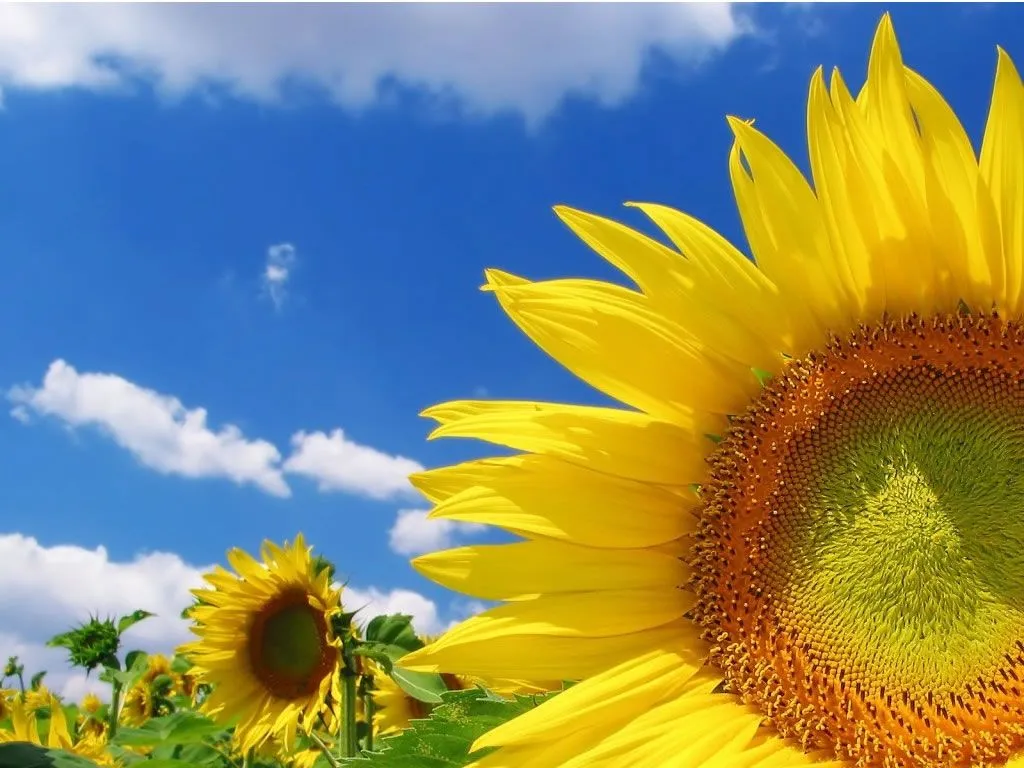 Tréboles, Cruces y Pétalos al Viento: Girasoles Tréboles, Cruces y Pétalos al Viento: Girasoles
