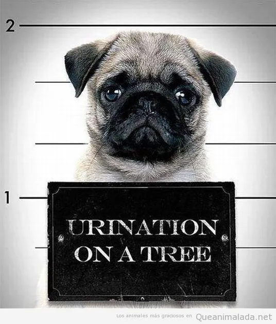 Carlino | ¡Qué animalada! | Las fotos, los vídeos y los gifs más ... Carlino | ¡Qué animalada! | Las fotos, los vídeos y los gifs más ...