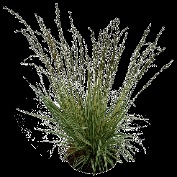 Trees plants png psd by gd08 on deviantART
