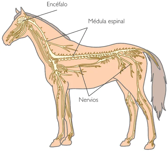 Trencitas Aprende Contigo: EL REINO ANIMAL : vertebrados e ... Trencitas Aprende Contigo: EL REINO ANIMAL : vertebrados e ...