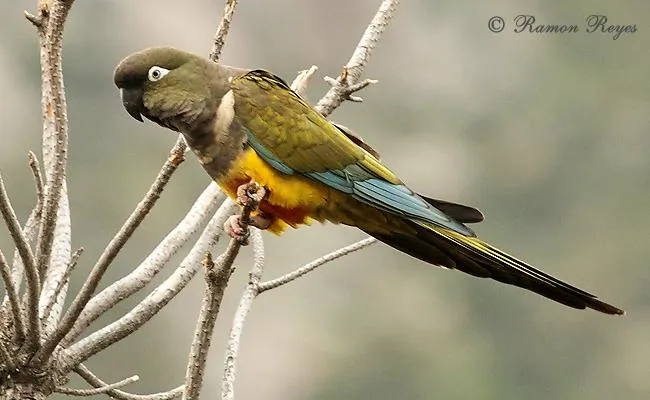 Tricahue - AVES DE CHILE