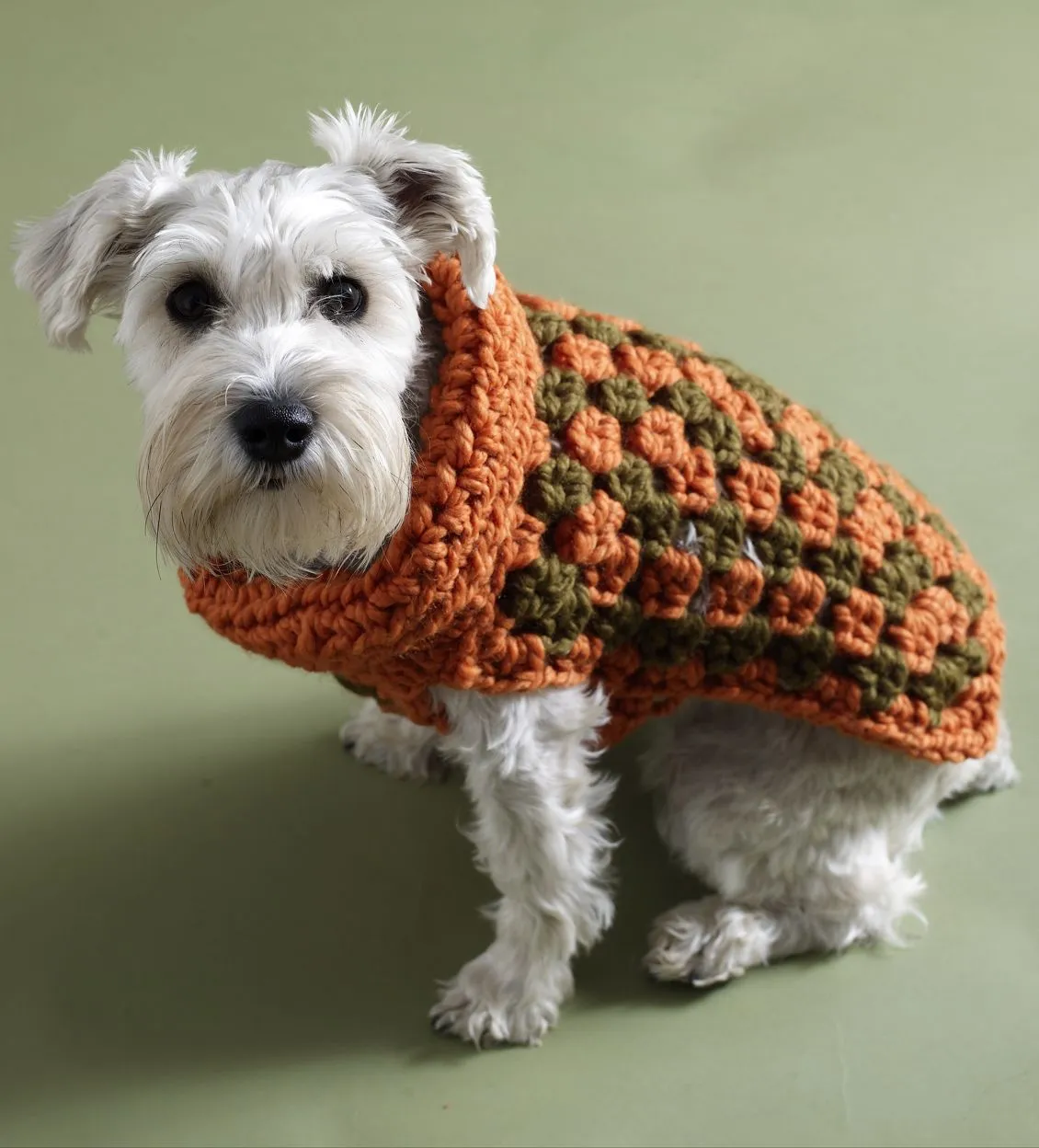 TRICO y CROCHET-madona-mía: Trajes para perros-(cachorro) modelo ...