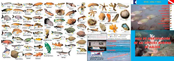 Triptico de animales marinos