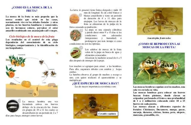 triptico-mosca-de-la-fruta-2- ...