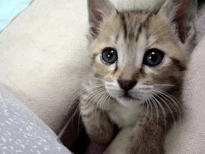 La triste historia de mi gatito - Taringa!