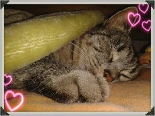 Tristeza, por mi gatita. | Cuidar de tu gato es facilisimo.com