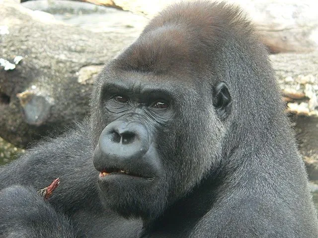 Nuevas tristezas en el comercio de animales de zoológico | La ...