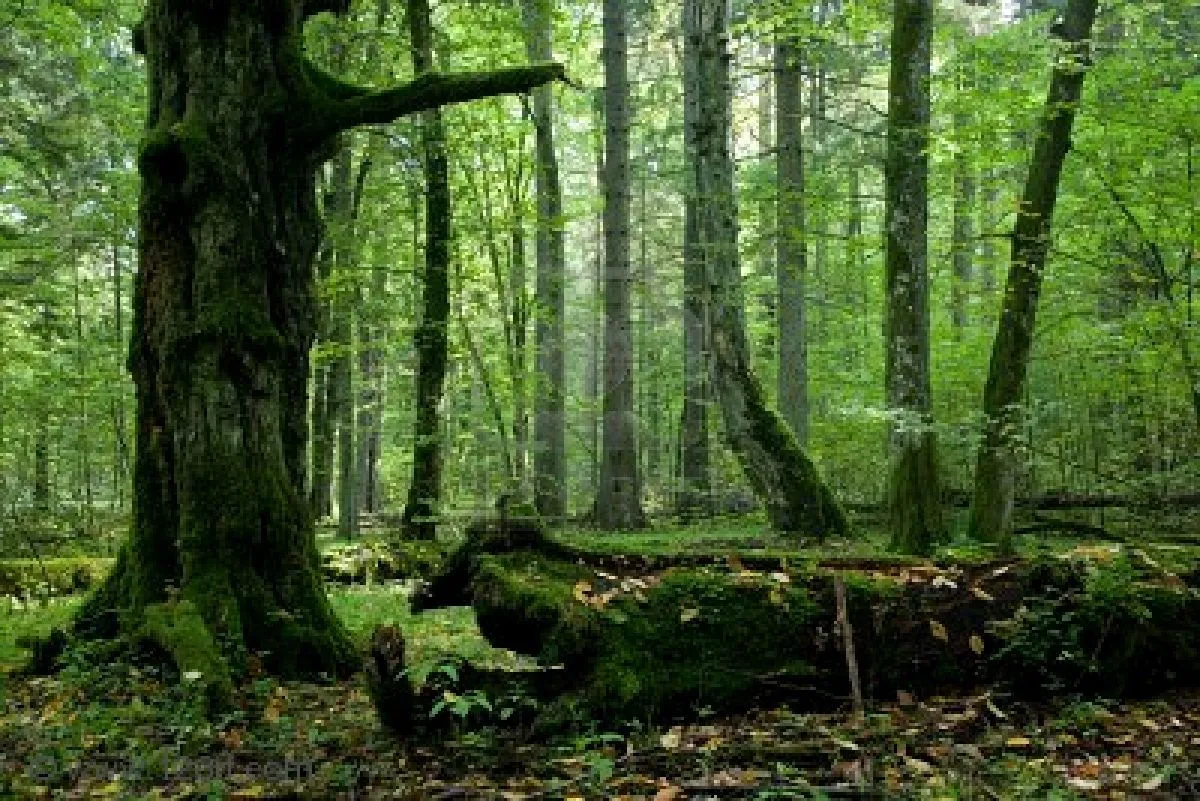 El trolley de Nieves: ALGUNOS BOSQUES ENCANTADOS EN EL AÑO ... El trolley de Nieves: ALGUNOS BOSQUES ENCANTADOS EN EL AÑO ...