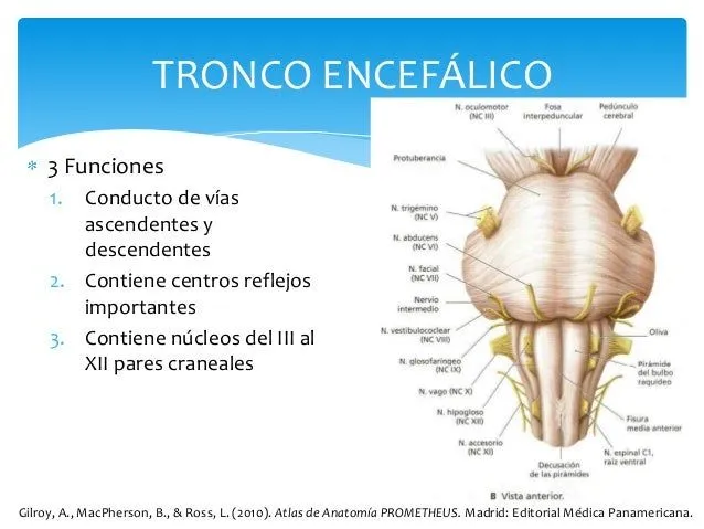 tronco-del-encfalo-9-638.jpg? ...