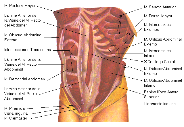 tronco | Diccionario de biología