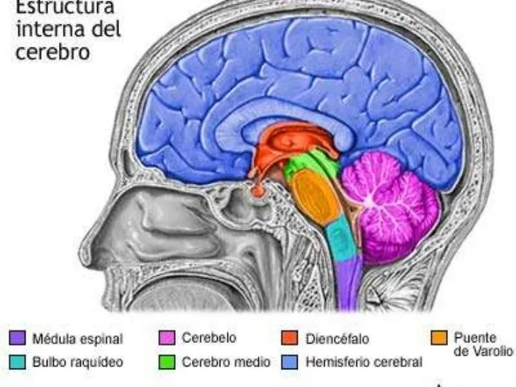 tronco-del-encfalo-6-728.jpg? ...