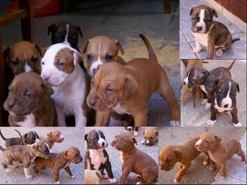 Tropas Pit Bull: Los primeros días del PitBull