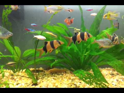 Tropical Freshwater Aquarium / Acuario (pecera) de Peces ... Tropical Freshwater Aquarium / Acuario (pecera) de Peces ...