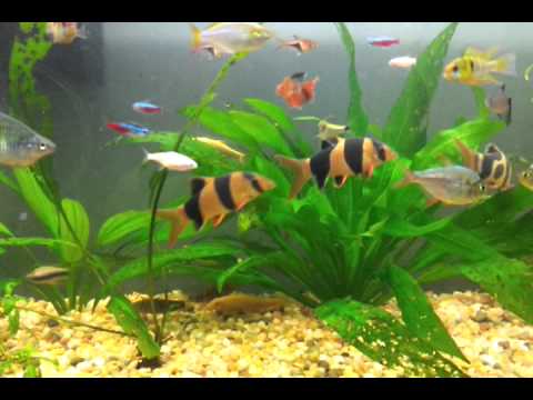 Tropical Freshwater Aquarium / Acuario (pecera) de Peces ...