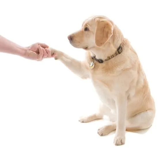 El truco agitar la pata, paso a paso | PERROSPEDIA El truco agitar la pata, paso a paso | PERROSPEDIA