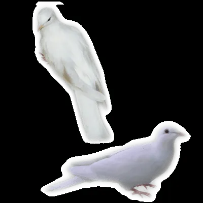 imagenes de palomas blancas para su libre uso imagenes de palomas blancas para su libre uso