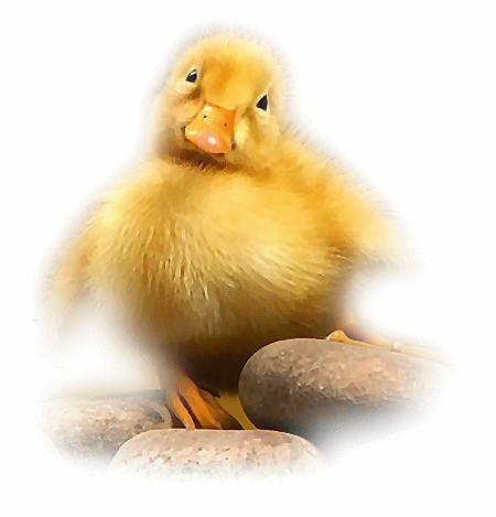 Imagenes de patos tiernos en movimiento - Imagui