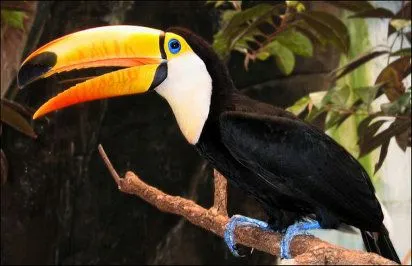 El tucán | Cuidar de tu mascota es facilisimo.com El tucán | Cuidar de tu mascota es facilisimo.com