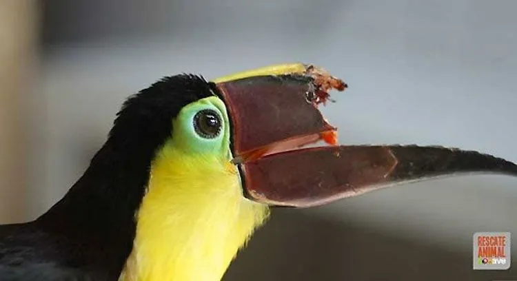 tucan-impresora-3d-1.jpg