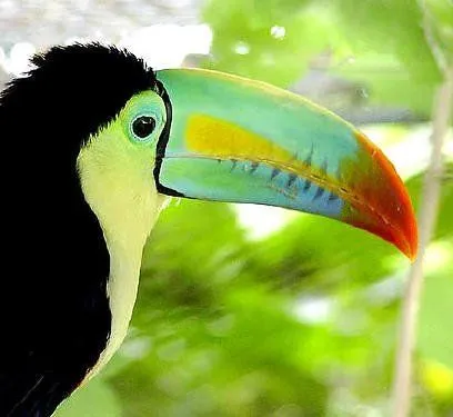 Tucán | Wikifaunia, tu enciclopedia de animales Tucán | Wikifaunia, tu enciclopedia de animales