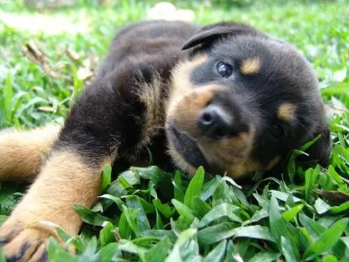 Tudo Sobre Cachorros | Tudo sobre a raça Rottweiler Rottweiler