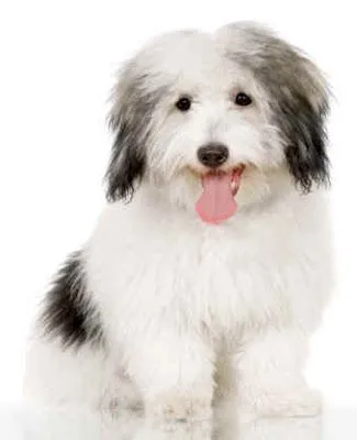 Tulear es un perro muy bonito. No requiere mucho trabajo y es un perro ... Tulear es un perro muy bonito. No requiere mucho trabajo y es un perro ...