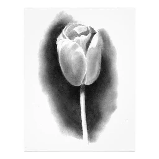 TULIPÁN EN LÁPIZ: ARTE DEL REALISMO TARJETONES | Zazzle TULIPÁN EN LÁPIZ: ARTE DEL REALISMO TARJETONES | Zazzle